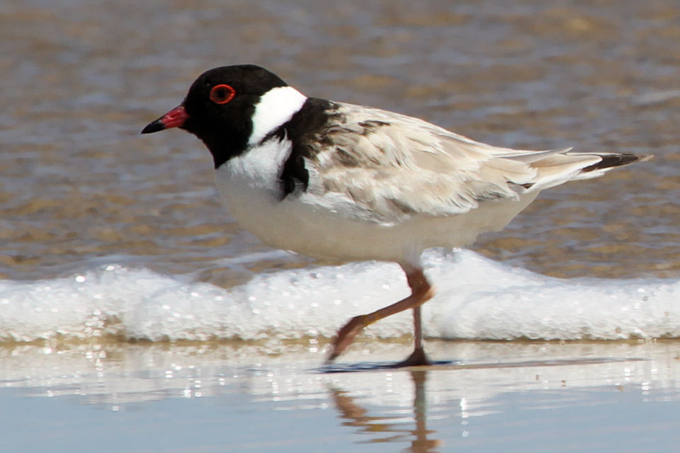 Hooded Plover (Thinornis rubricollis)